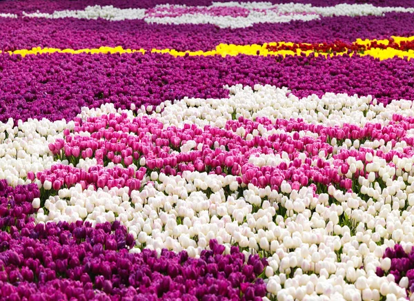 Beautiful Tulips Springtime — Stock Photo, Image