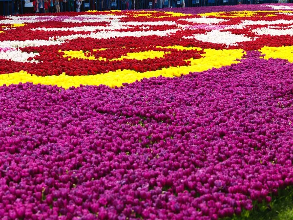 Bellissimi Tulipani Primavera — Foto Stock