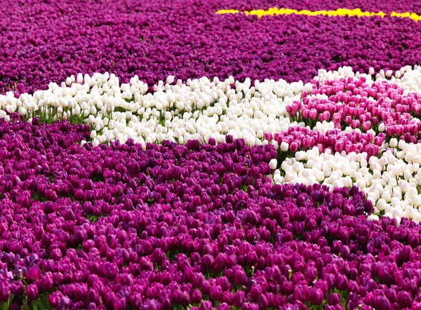 Bellissimi Tulipani Primavera — Foto Stock