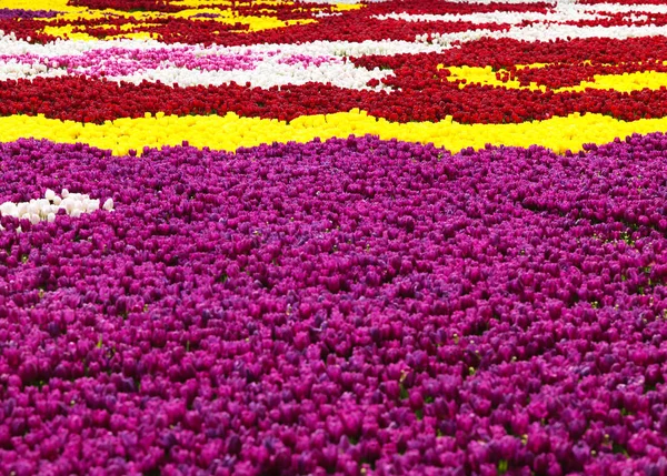 Krásné Tulipány Jaro — Stock fotografie