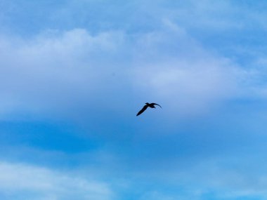 İstanbul gökyüzünde uçan martı