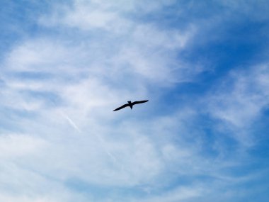 İstanbul gökyüzünde uçan martılar