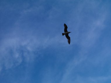İstanbul gökyüzünde uçan martılar