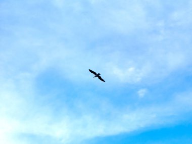 İstanbul gökyüzünde uçan martılar