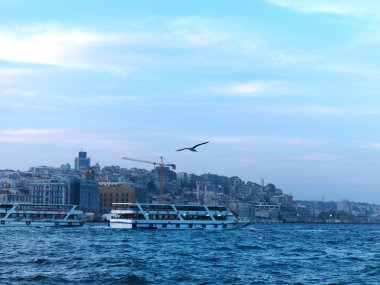 İstanbul gökyüzünde uçan martılar