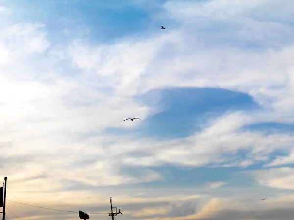 在伊斯坦布尔天空中飞翔的海鸥 — 图库照片