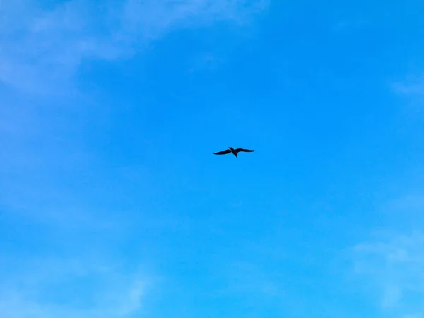 Måsarna Flyger Istanbul Sky — Stockfoto