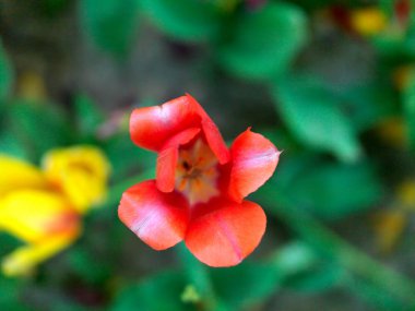 İlkbaharda lale bahçesi