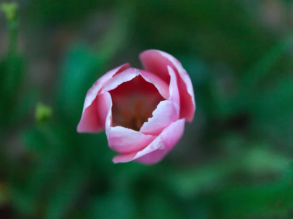 Tulipany Ogród Wiosną — Zdjęcie stockowe