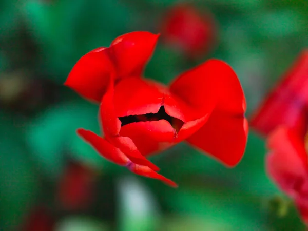 Tulpengarten Frühling — Stockfoto