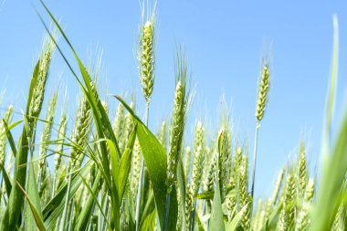 Güneşli bir gün görünümünde sivri