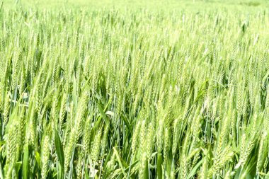 Güneşli bir günde Spike alanları