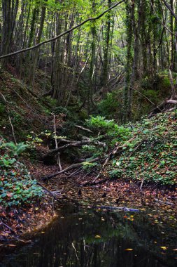 Sonbaharda ormanda dökülen yapraklar