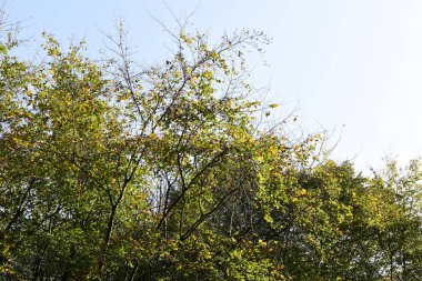 Sonbaharda ormanda meşe ağaçları