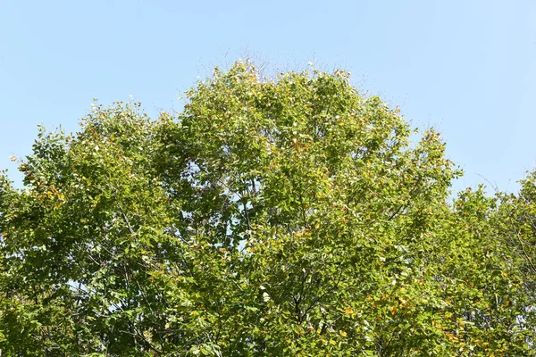 Oak Trees Forest Autumn — Stock Photo, Image