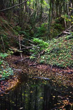 Sonbaharda ormanda dökülen yapraklar