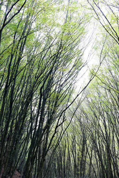 Chênes Dans Forêt Automne — Photo