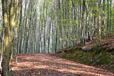 Sonbaharda ormanda meşe ağaçları
