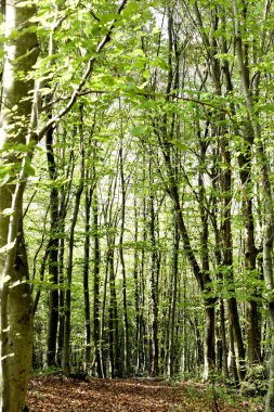 Sonbaharda ormanda meşe ağaçları