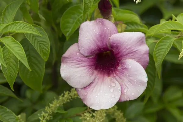 Piękny różowy i purpurowy kwiat w polu Obraz Stockowy