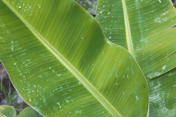 Roślina tropikalna zielony liść z kropli wody Zdjęcia Stockowe bez tantiem