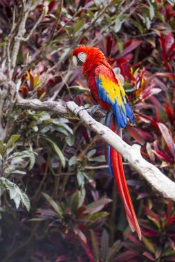 Ağaca tünemiş iken Amerika papağanı kuş tam uzunlukta yan profili