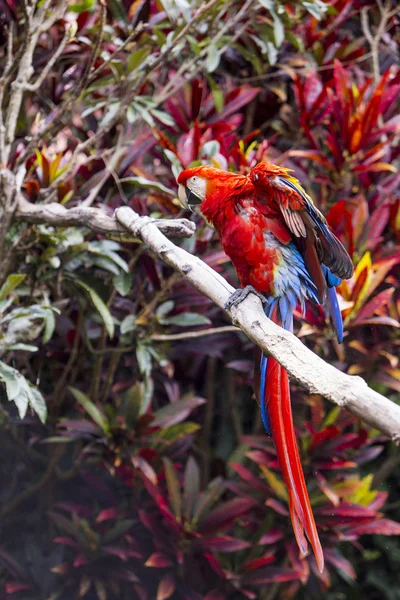 Macaw pássaro comprimento total espalhando asas e mostrando cores — Fotografia de Stock