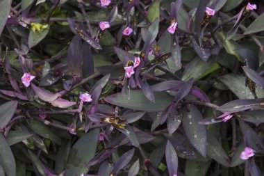 Wandering Yahudi zemin örtüsü