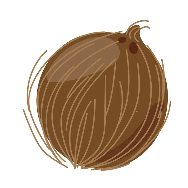 Frukt. Tecknad kokosnöt. Vektor isolerad bild illustration — Stock vektor