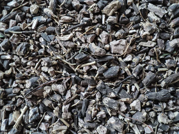 Η φύση. Ρίζα Μπλάντρουτ ψιλοκομμένη. Ρίζα cinquefoil, Sanguinaria canadensis, ριζώματα. Ρίζα κομμένη. Μακροεντολή, κοντινό πλάνο, κορυφαία προβολή — Φωτογραφία Αρχείου