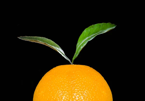 Bagian dari jeruk dengan daun pada latar belakang hitam — Stok Foto
