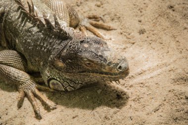 Vahşi doğada iguana portresi
