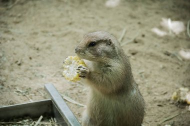 Hayvanat bahçesindeki çayır köpeği