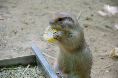 Hayvanat bahçesindeki çayır köpeği