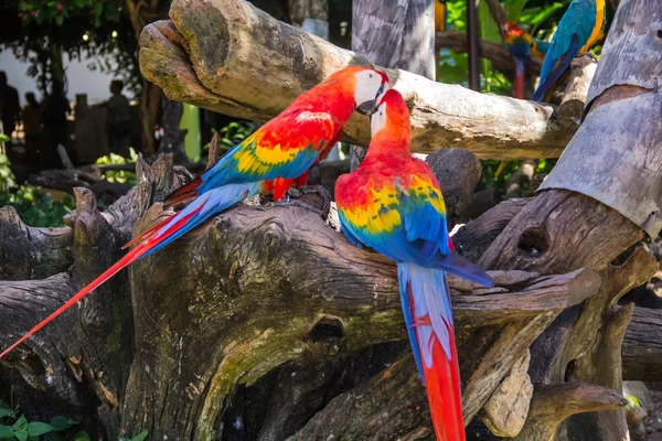 Macaws Coloridos Pássaros Papagaio Zoológico — Fotografia de Stock
