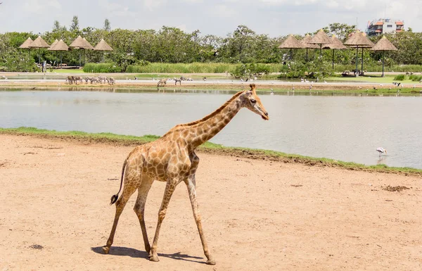 在动物园散步的非洲长颈鹿 — 图库照片