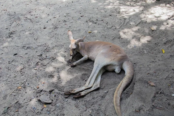 Kangaroo Och Zoo Bild — Stockfoto