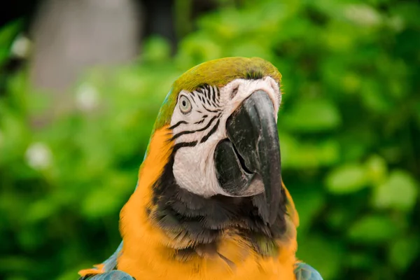 Yellow and blue parrot on the tree