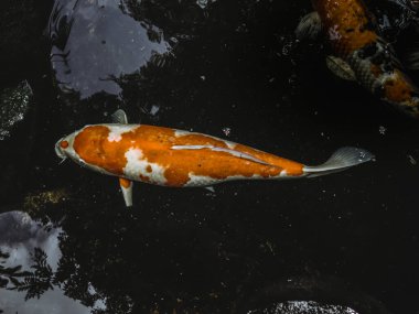 Süslü Sazan Balığı veya Koi Havuzda Yüzer, Yüzme Hareketi