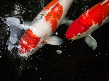 Süslü Sazan Balığı veya Koi Havuzda Yüzer, Yüzme Hareketi