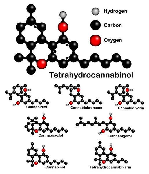 Fórmulas químicas de canabinóides naturais . — Vetor de Stock