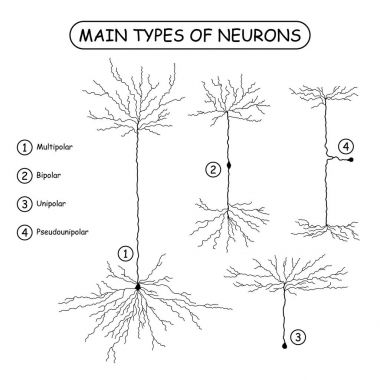 Four main types of neurons isolated on white. clipart