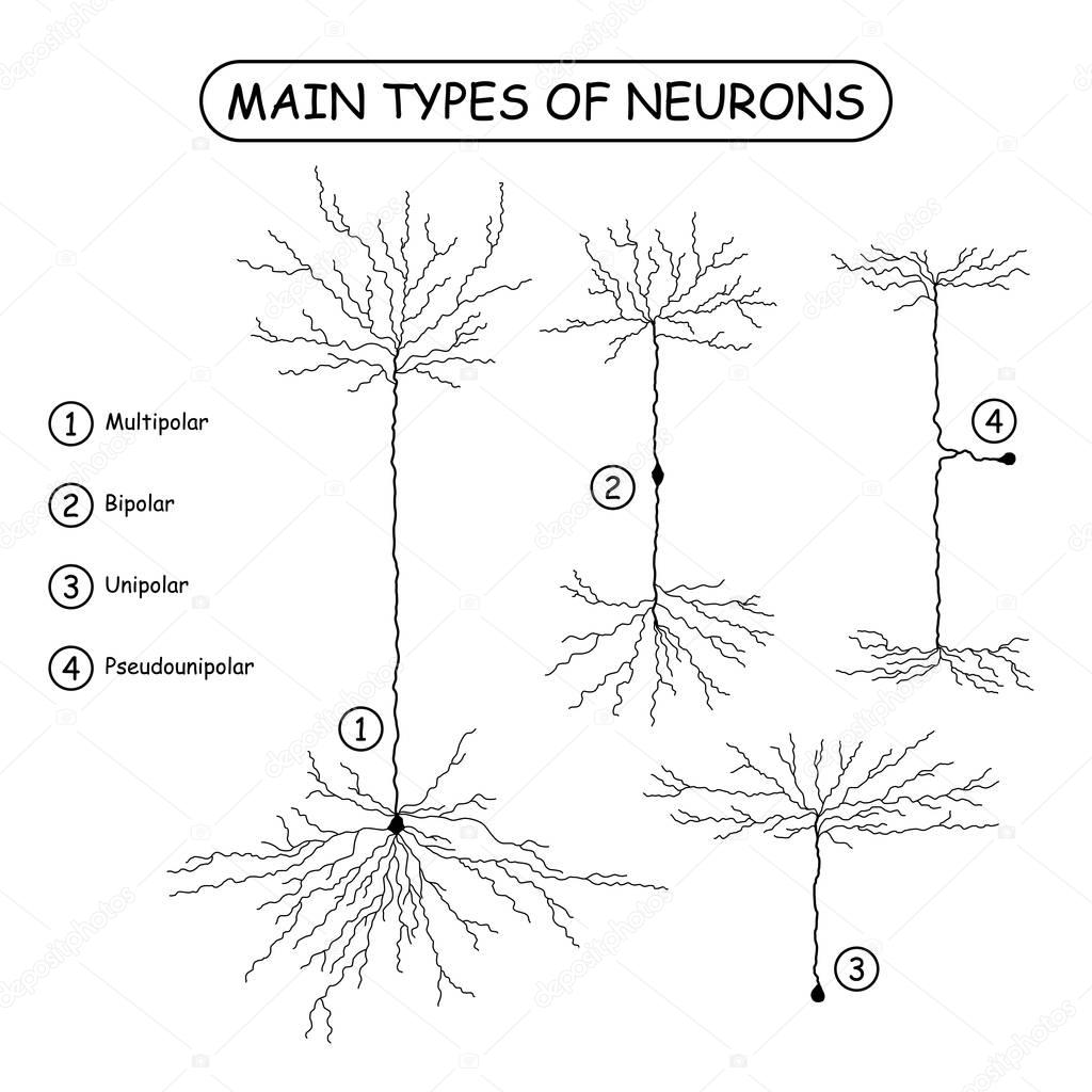 Four main types of neurons isolated on white.