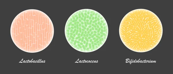 Colture di batteri probiotici al microscopio — Vettoriale Stock