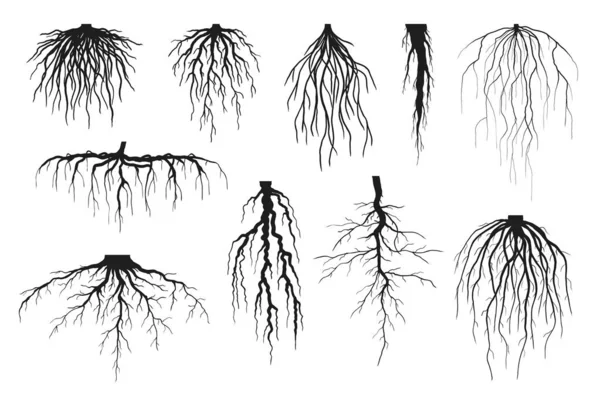 Silhouettes de racines — Image vectorielle