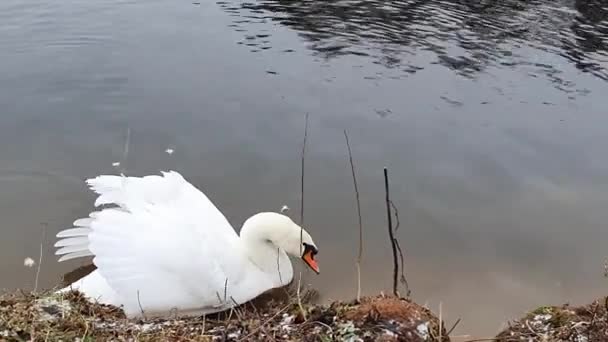 Cisne bonito branco em uma lagoa no inverno — Vídeo de Stock
