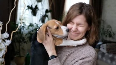 Şirin köpek köpek öpüşmesi, sızdırma ve evde oturan kadın, köpek ve sahiple oynama.