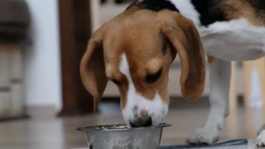 Şirin bir köpek yavrusu kaseden yemek yiyor, yakın çekim.