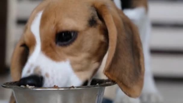 Şirin bir köpek yavrusu kaseden yemek yiyor, yakın çekim. — Stok video