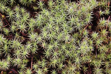 Green small plant, moss. Nice texture for background
